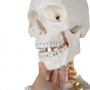 Lidská kostra v životní velikosti, anatomický model, 1:1 180 cm