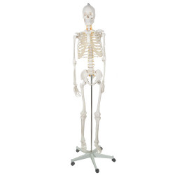 Lidská kostra v životní velikosti, anatomický model, 1:1 180 cm