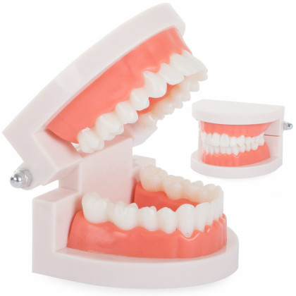 Model lidských zubů, model zubů