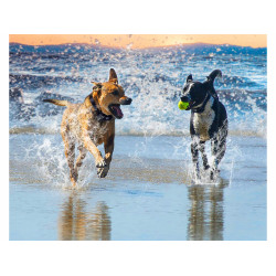Moderní vodotěsný výcvikový obojek pro psy s dálkovým ovládáním