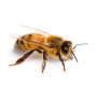Včelí peľ emulzia, 100% prírodný produkt, 250 ml