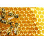 Včelí Propolis tinktúra, 100% prírodný produkt 50 ml